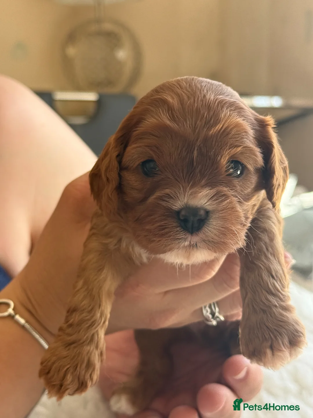 Cavapoo dogs for sale: Last Red Cavapoo Girl- Health Tested Patents!! - Advert 2