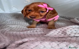 Cocker Spaniel dogs for sale: Pure breed cocker spaniels puppies  - Image 4