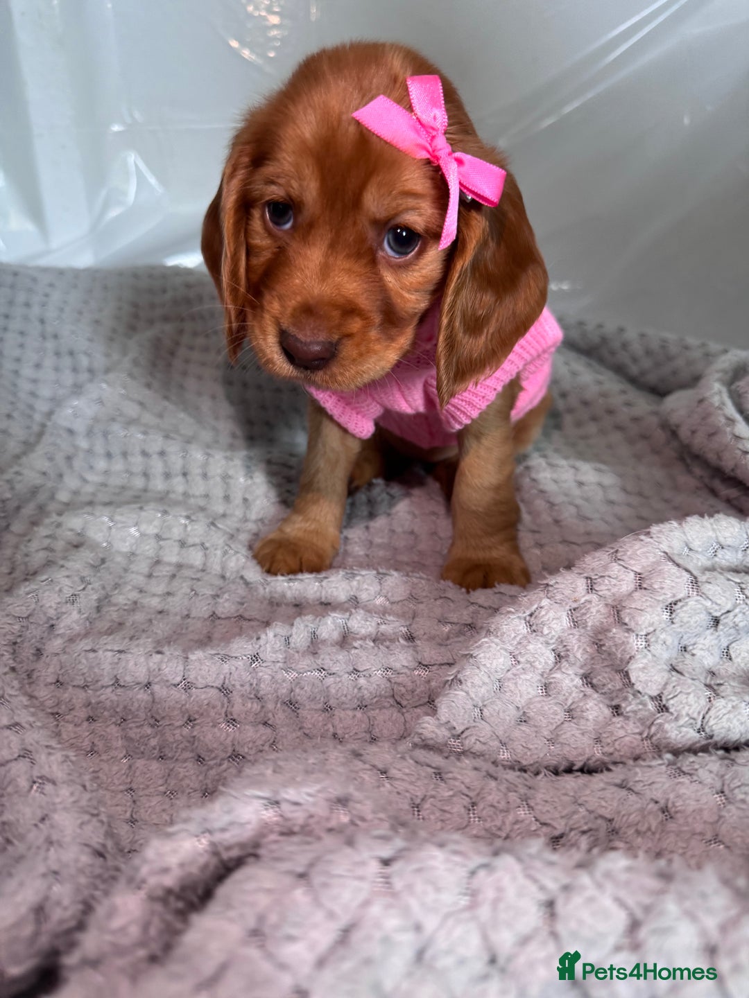 Cocker Spaniel dogs for sale: Pure breed cocker spaniels puppies  - Image 4