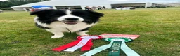 Border Collie dogs for sale: Stunning Champion line puppies  - Advert 13