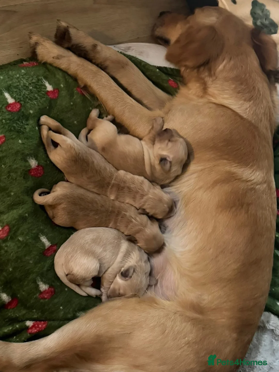 Golden Retriever dogs for sale: Golden Retriever puppies for sale in Northwich - Advert 8