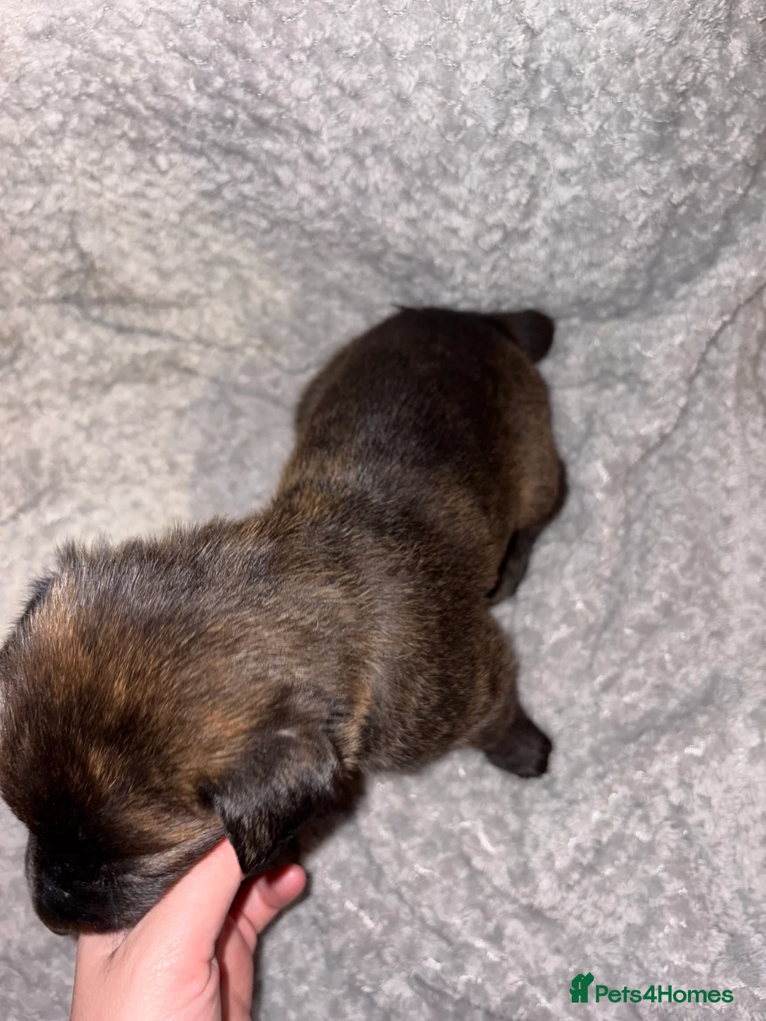 Mixed Breed dogs for sale: Belgium Malinois x Dutch Herder Puppies - Advert 12