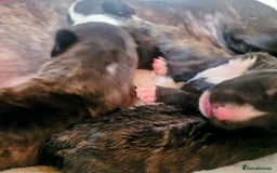 English Bull Terrier dogs for sale: ENGLISH BULL TERRIER,LITTER DUE 8TH OCTOBER  - Image 8