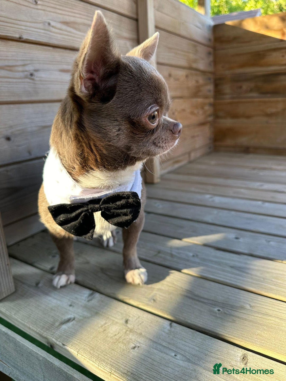 Chihuahua dogs for stud: KC lilac stud in Dagenham - Advert 6