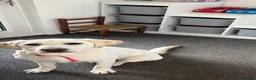 Labrador Retriever dogs for sale: 8 month old female Labrador retriever  in Falmouth - Advert 2