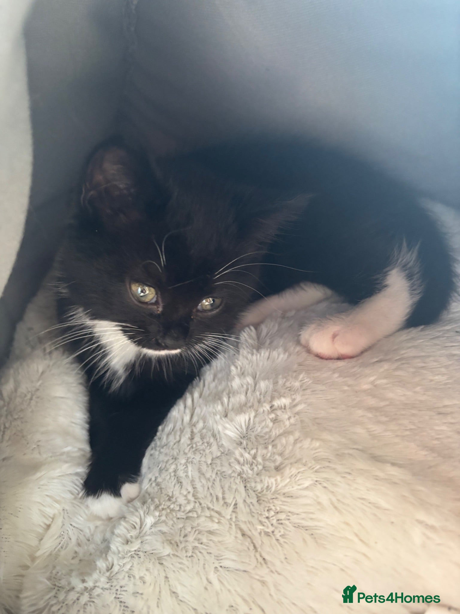 American Shorthair cats Last loving girl ready for her forever home  - Advert 2