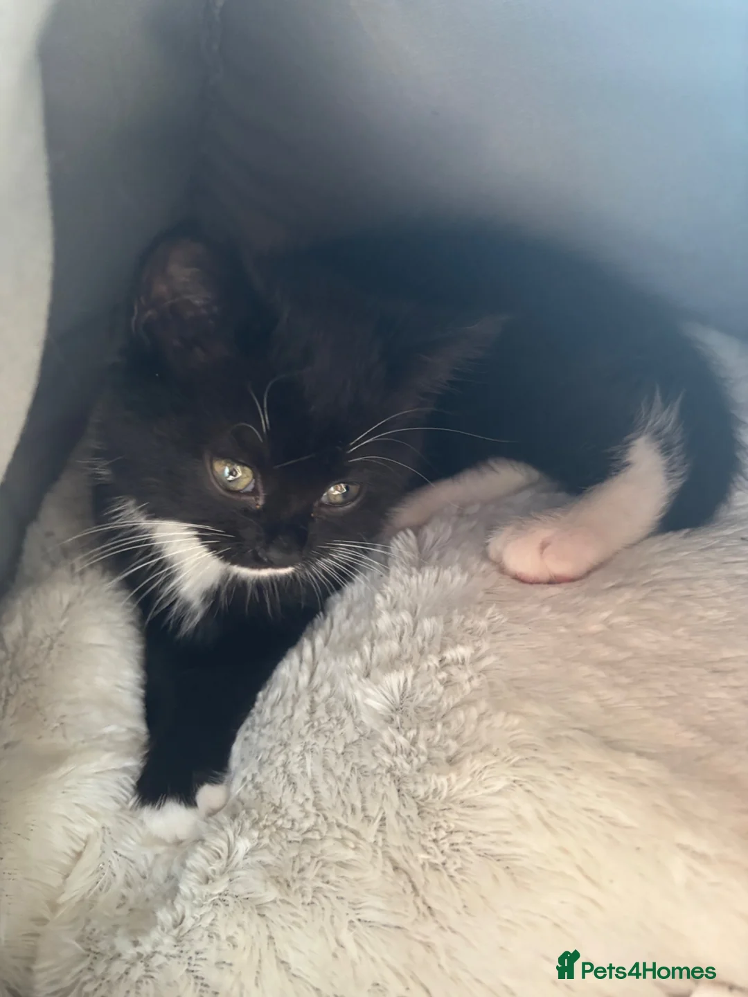 American Shorthair cats for sale: Last loving girl ready for her forever home  - Advert 1