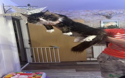 Maine Coon cats for sale: Maine coon mix - Image 11
