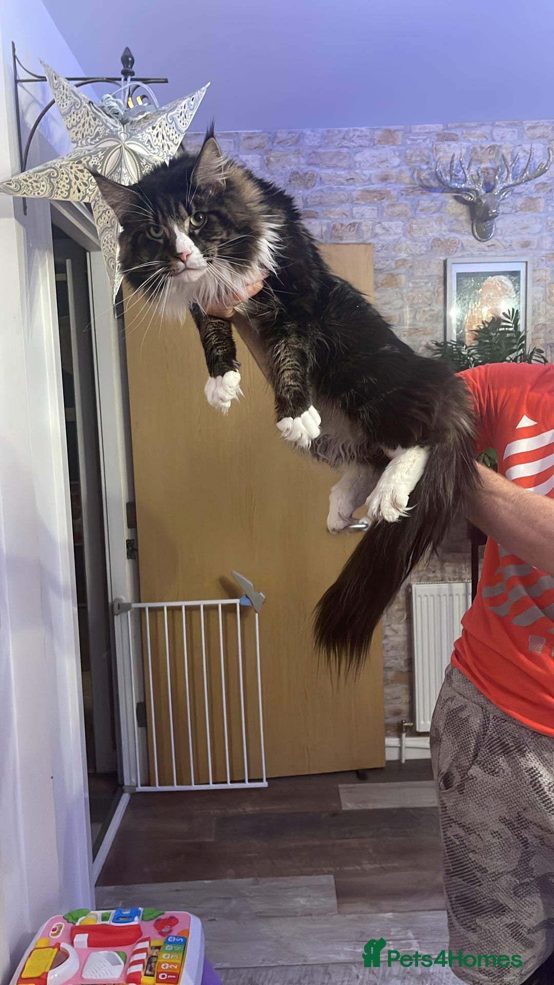 Maine Coon cats for sale: Maine coon mix - Image 11