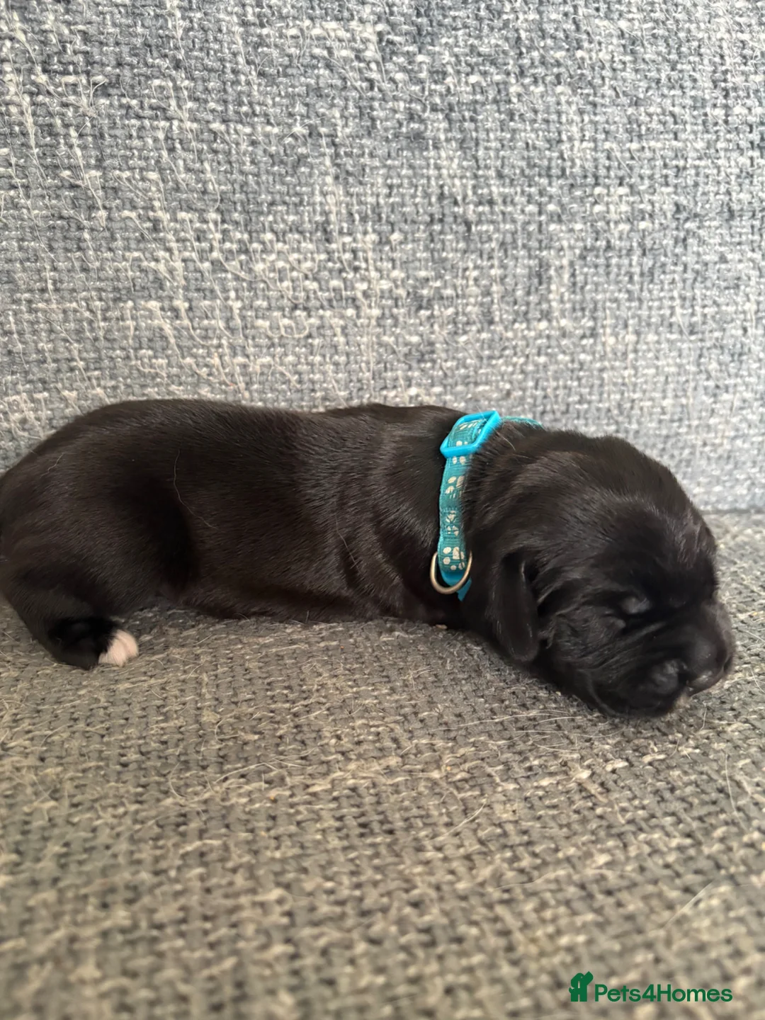 Mixed Breed dogs for sale: Gorgeous cane corso cross springer puppies  - Advert 2