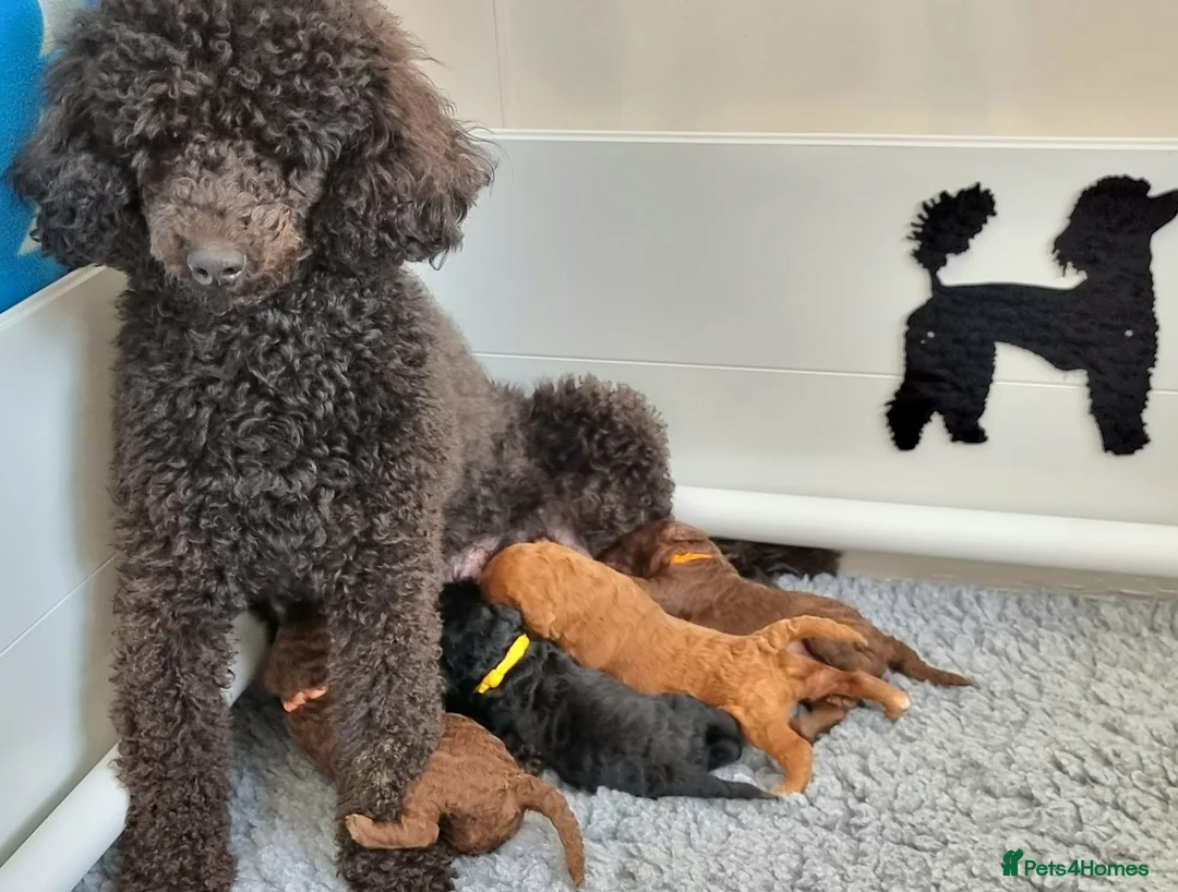 Miniature Poodle dogs for sale: Exceptional KC Miniature Poodles - Advert 2