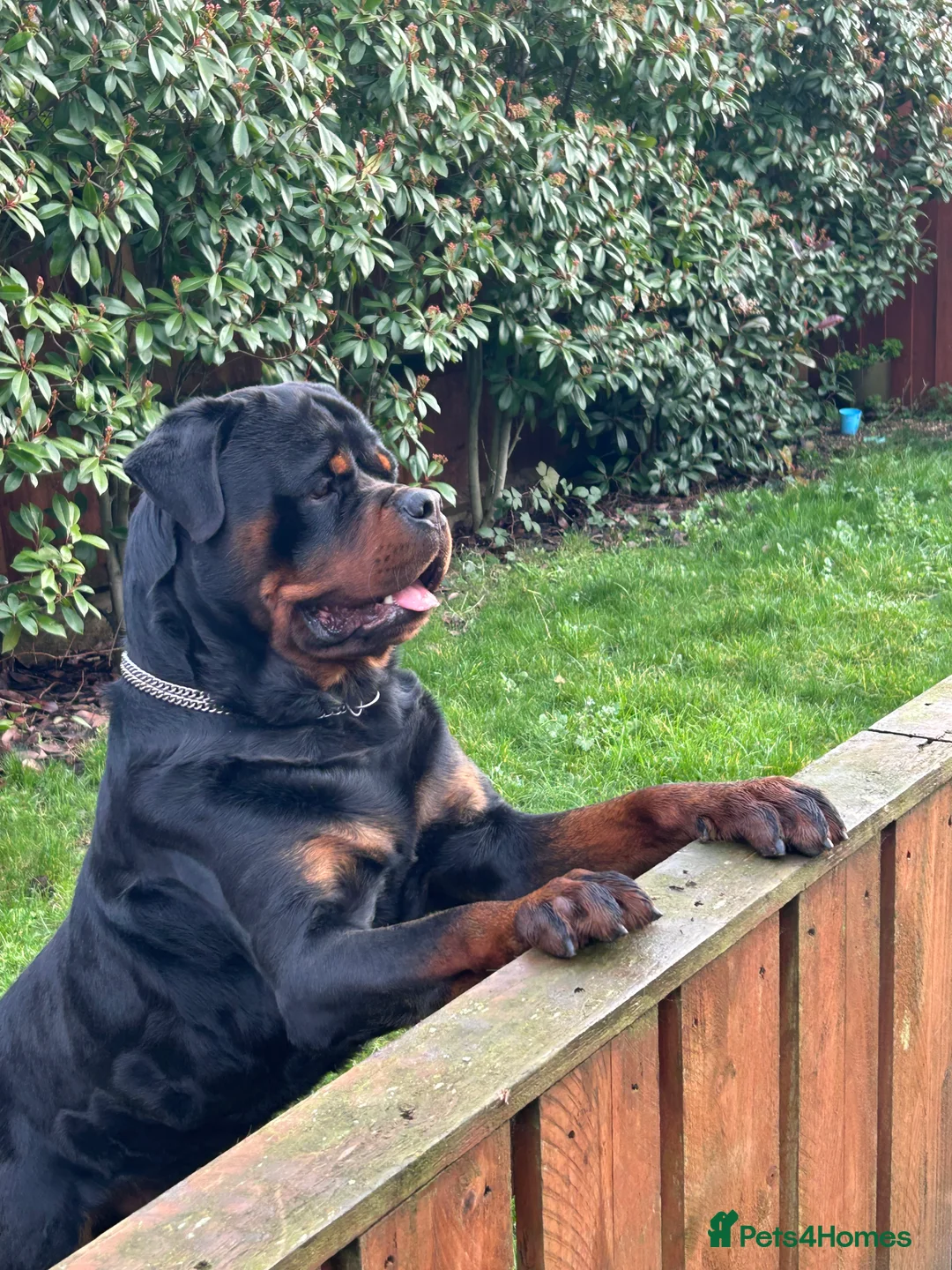 Rottweiler dogs for stud: HEALTH TESTED KC ROTTWEILER STUD 0/0 HIPS & ELBOWS - Advert 5