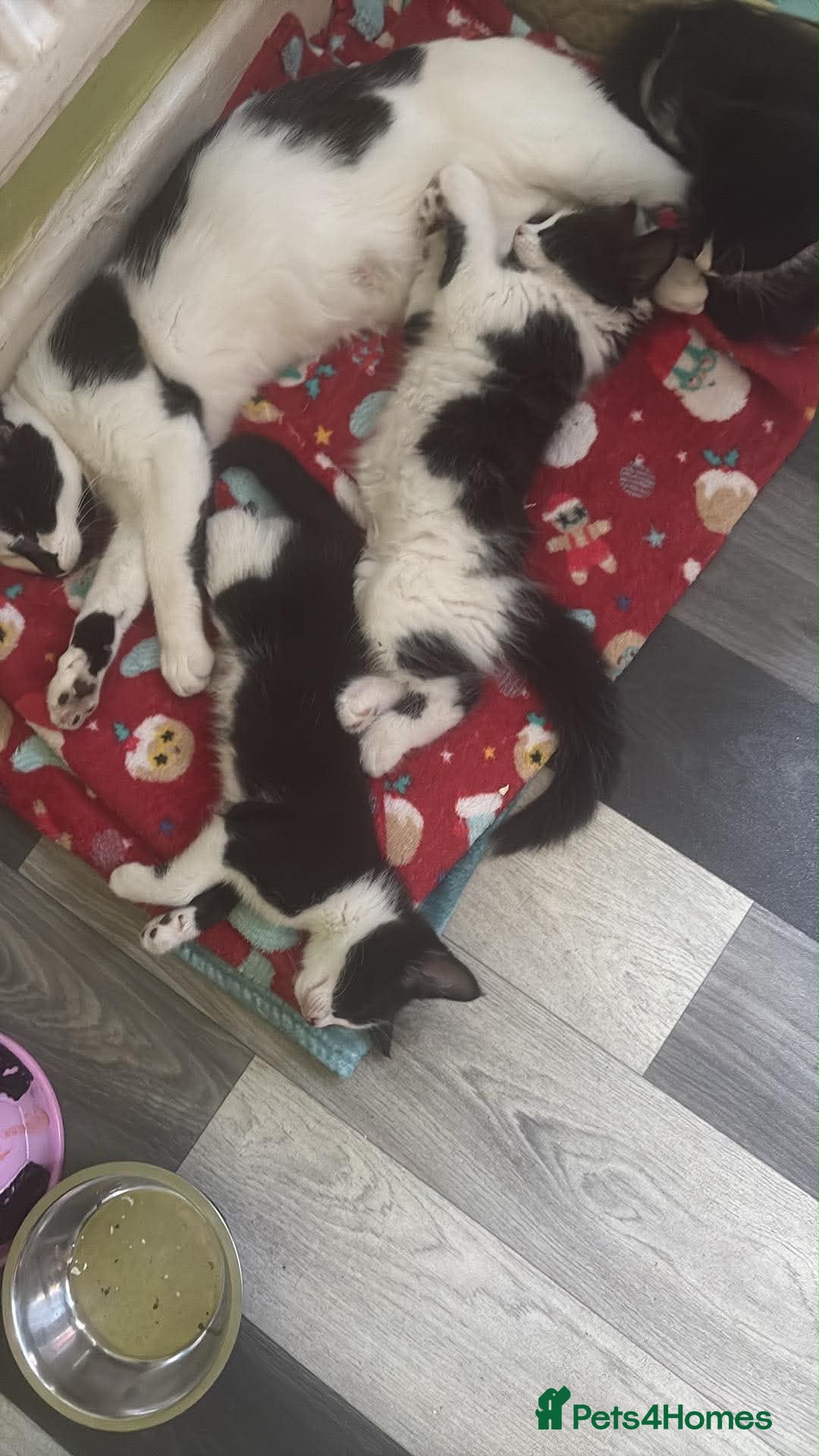 Mixed Breed cats 10 week old kittens for sale - Advert 2