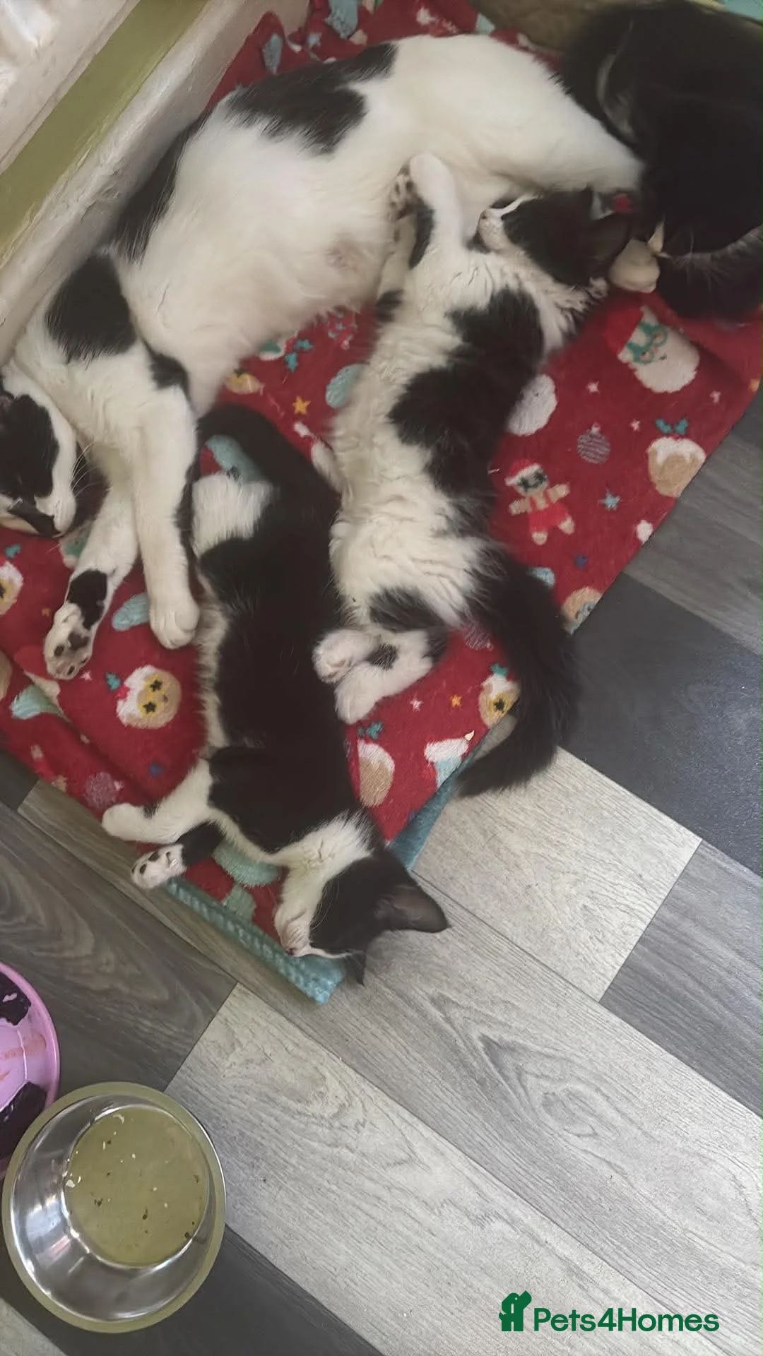 Mixed Breed cats for sale: 10 week old kittens for sale - Advert 1