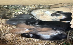 Mixed Breed rabbits for sale: Mini Lop Babies available now & 2 week old babies - Image 7