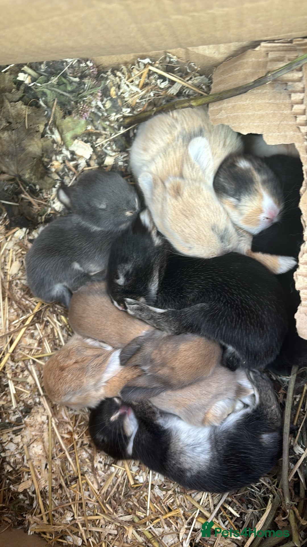Mixed Breed rabbits for sale: Mini Lop Babies available now & 2 week old babies - Image 7