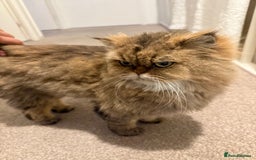 Mixed Breed cats for sale: Chinchilla x Persian female  - Image 5