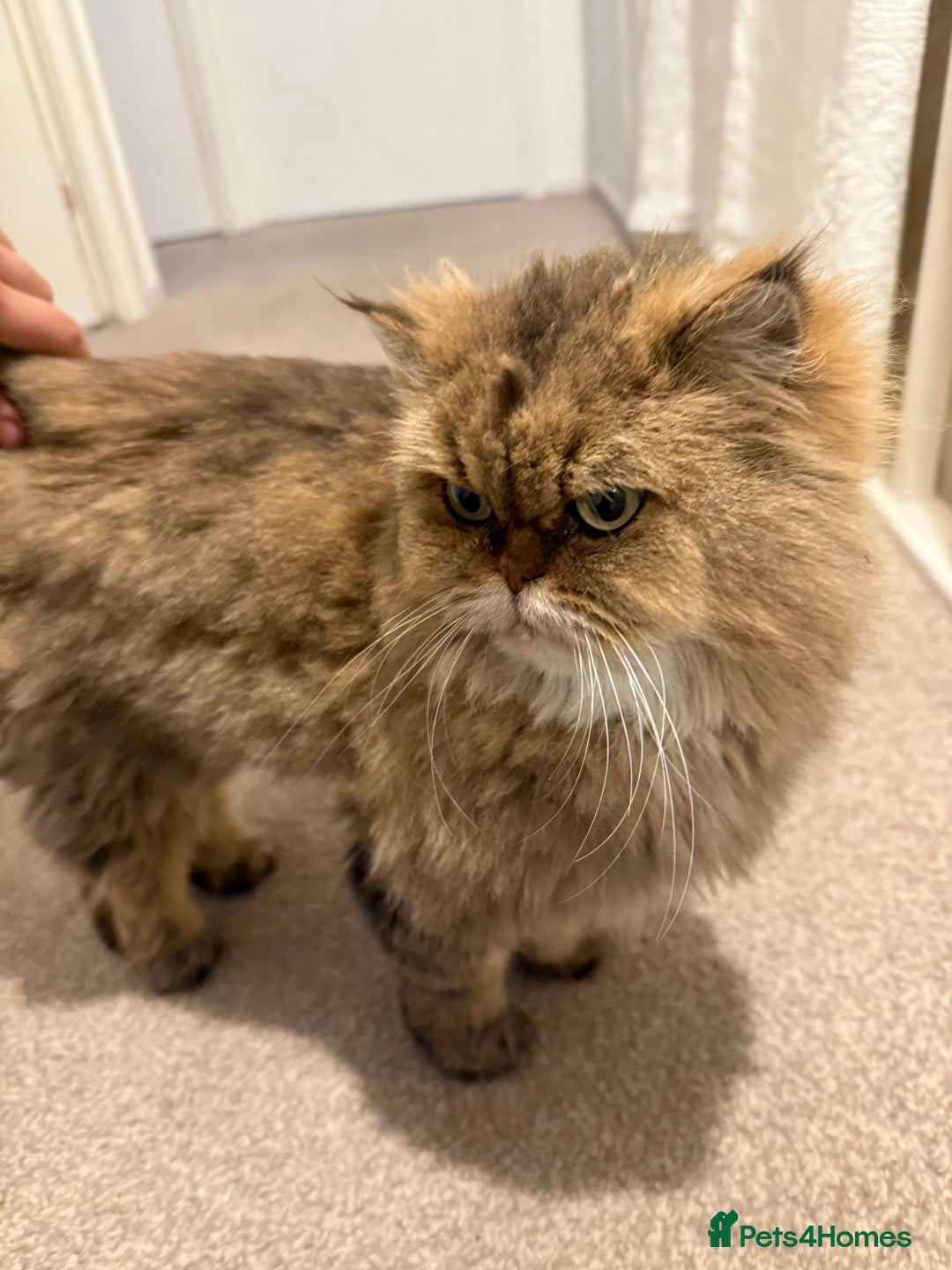 Mixed Breed cats for sale: Chinchilla x Persian female  - Image 5