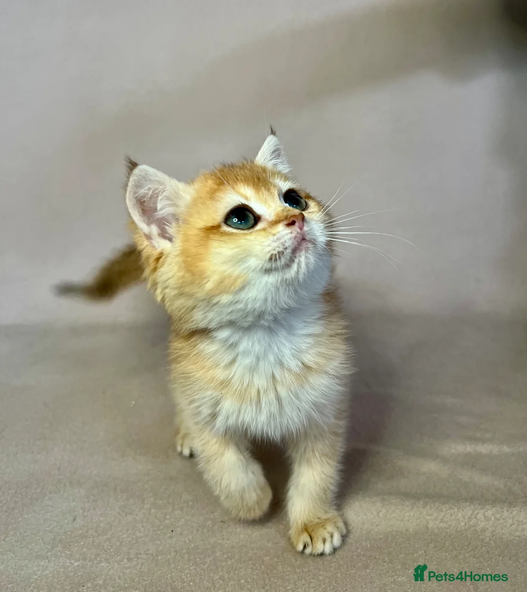 British Shorthair cats for sale: 🐾 PUREBRED GOLDEN BSH KITTENS🐾 - Advert 2
