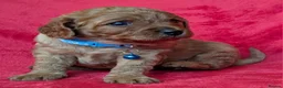 Cavapoo dogs for sale: Adorable Cavapoo Puppies From Licensed Breeder - Advert 11