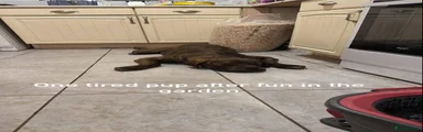 Bullmastiff 1