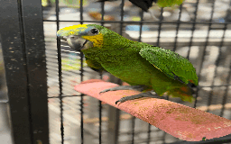 Parrots birds for sale: Gorgeous hand-reared Orange Winged Amazon - Image 4