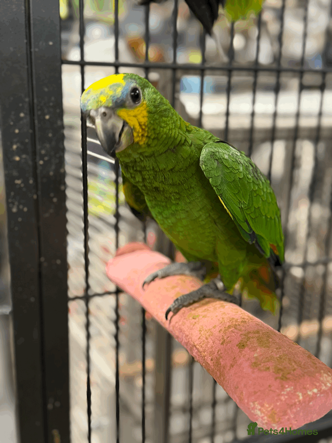 Parrots birds for sale: Gorgeous hand-reared Orange Winged Amazon - Image 4