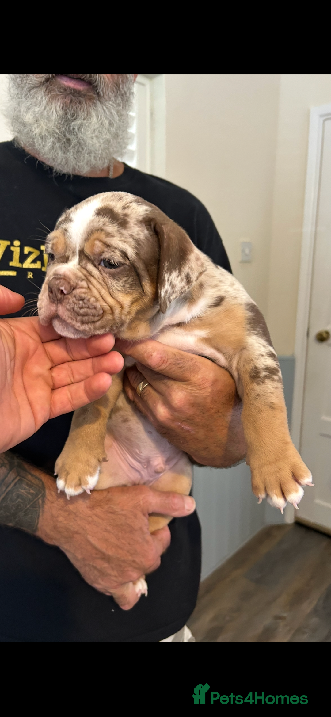 Olde English Bulldogge dogs for stud: Olde English bulldog stud  - Image 6