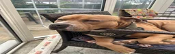 Mixed Breed dogs for sale: American bulldog cross with Staffordshire  - Advert 3