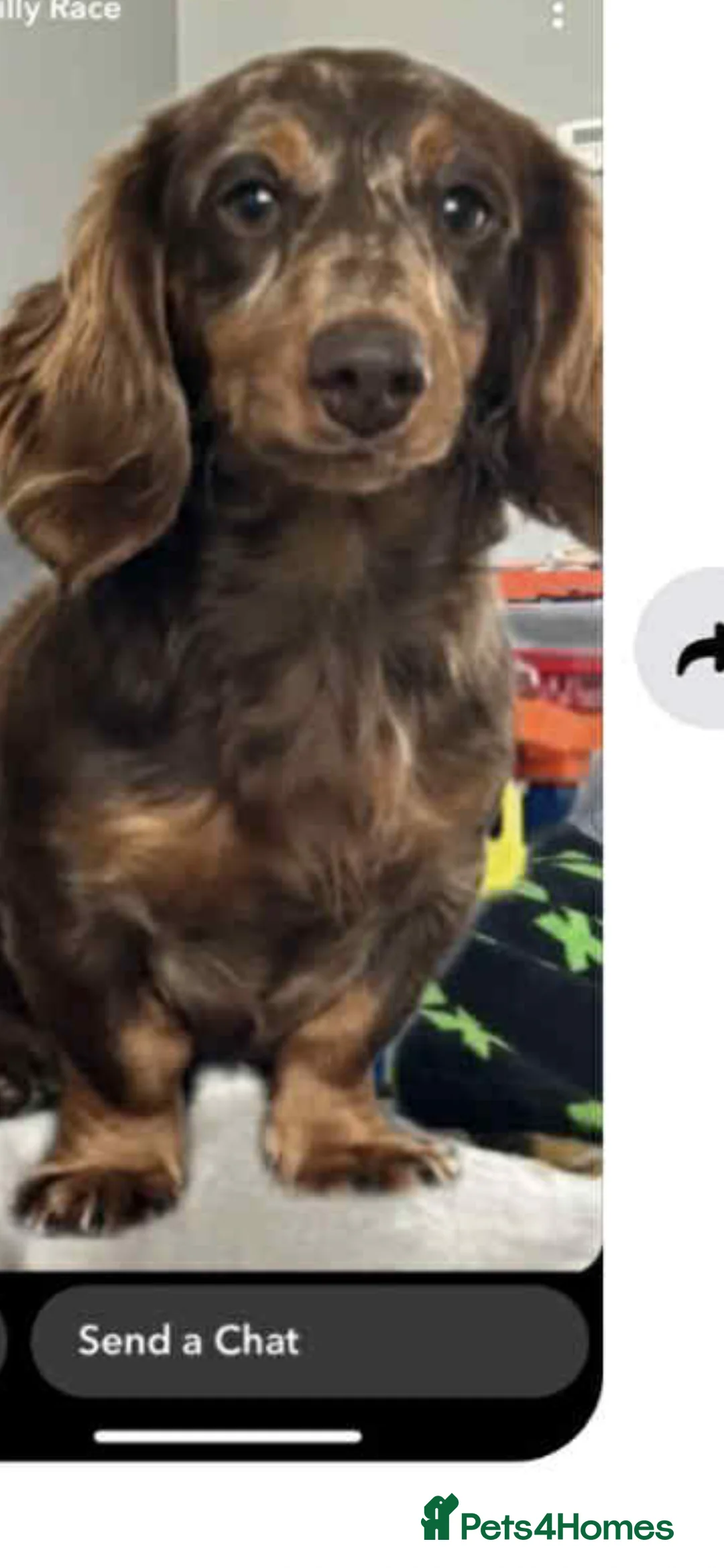 Dachshund dogs for sale: Red dachshund  - Advert 6