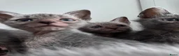 Lykoi cats for sale: Lykoi Kittens  - Advert 9