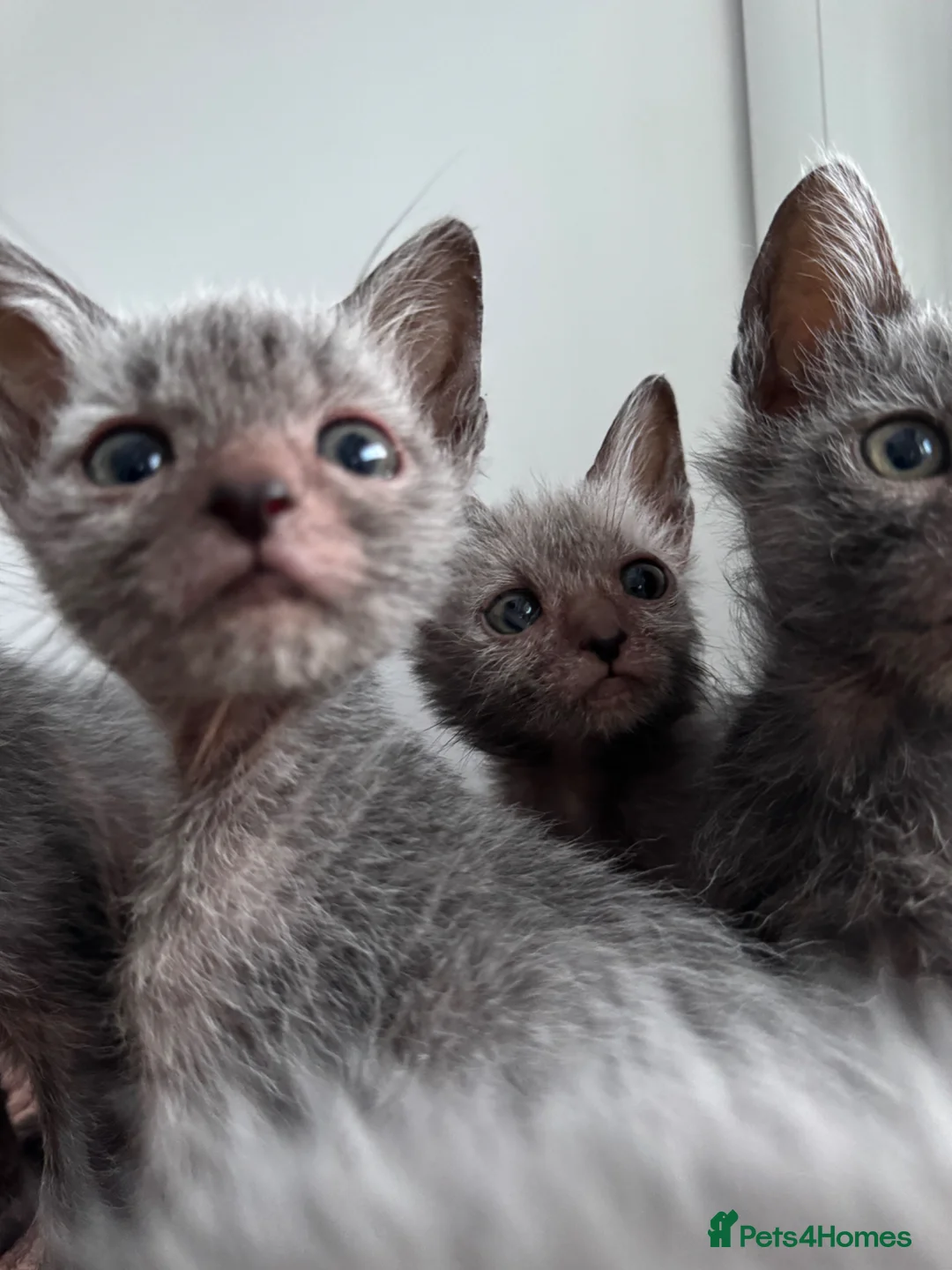 Lykoi cats for sale: Lykoi Kittens  - Advert 9
