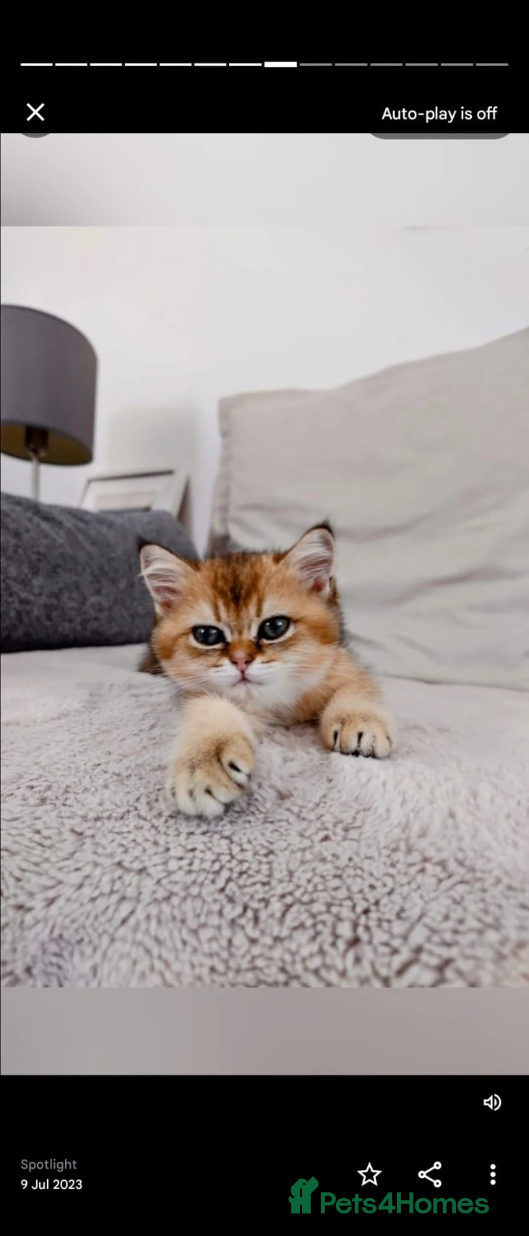 British Shorthair cats for sale: Beautiful Golden Chinchilla British Shorthair Male in Uxbridge - Advert 7