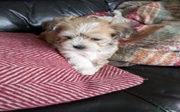 Mixed Breed dogs for sale: Lhasa Apso puppies in Kent - Image 36