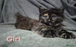 British Longhair cats for sale: Long haired kittens - Image 3