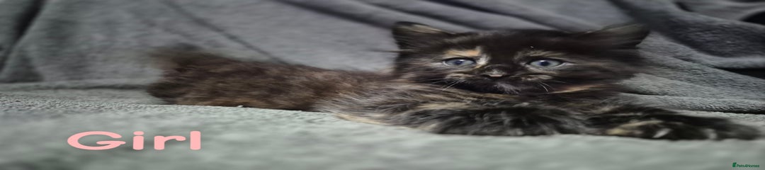 British Longhair Kitten 3