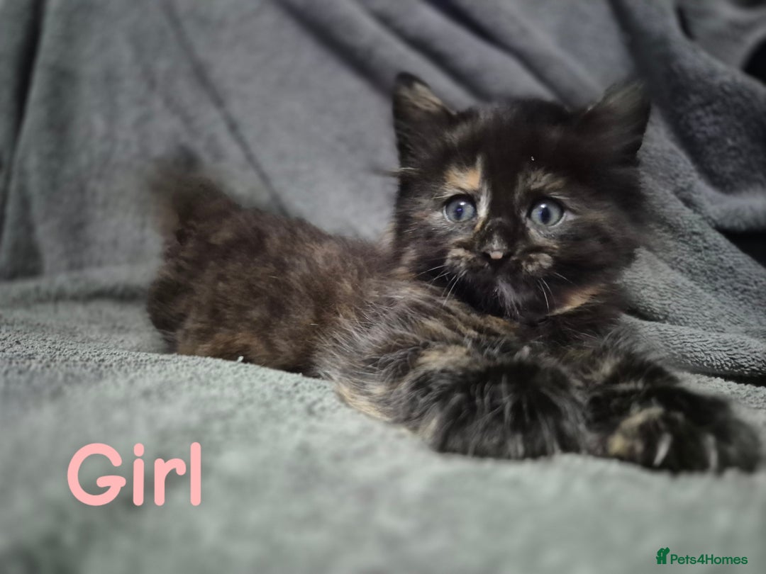 British Longhair cats for sale: Long haired kittens - Image 3