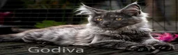 Maine Coon cats for sale: Polydactyl Maine Coon kittens are available  - Advert 3