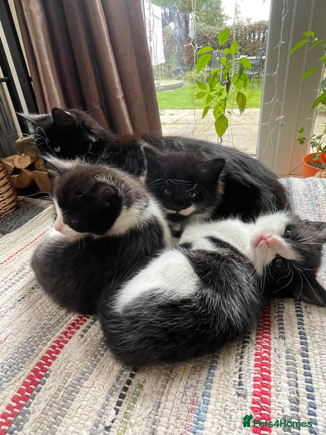 Mixed Breed cats for sale: Part main coon kittens  - Image 1