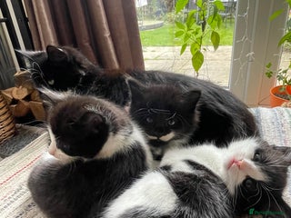 Mixed Breed cats - Advert 33