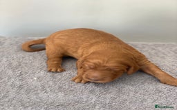 Irish Doodle dogs for sale: Irish doodle - Image 19