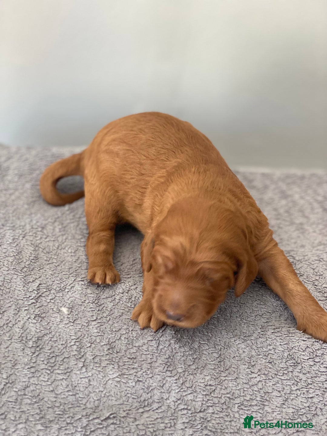Irish Doodle dogs for sale: Irish doodle - Image 19