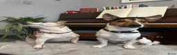 Jack Russell dogs for stud: Tri-coloured Jack Russell - For Stud - Zuko - Advert 15
