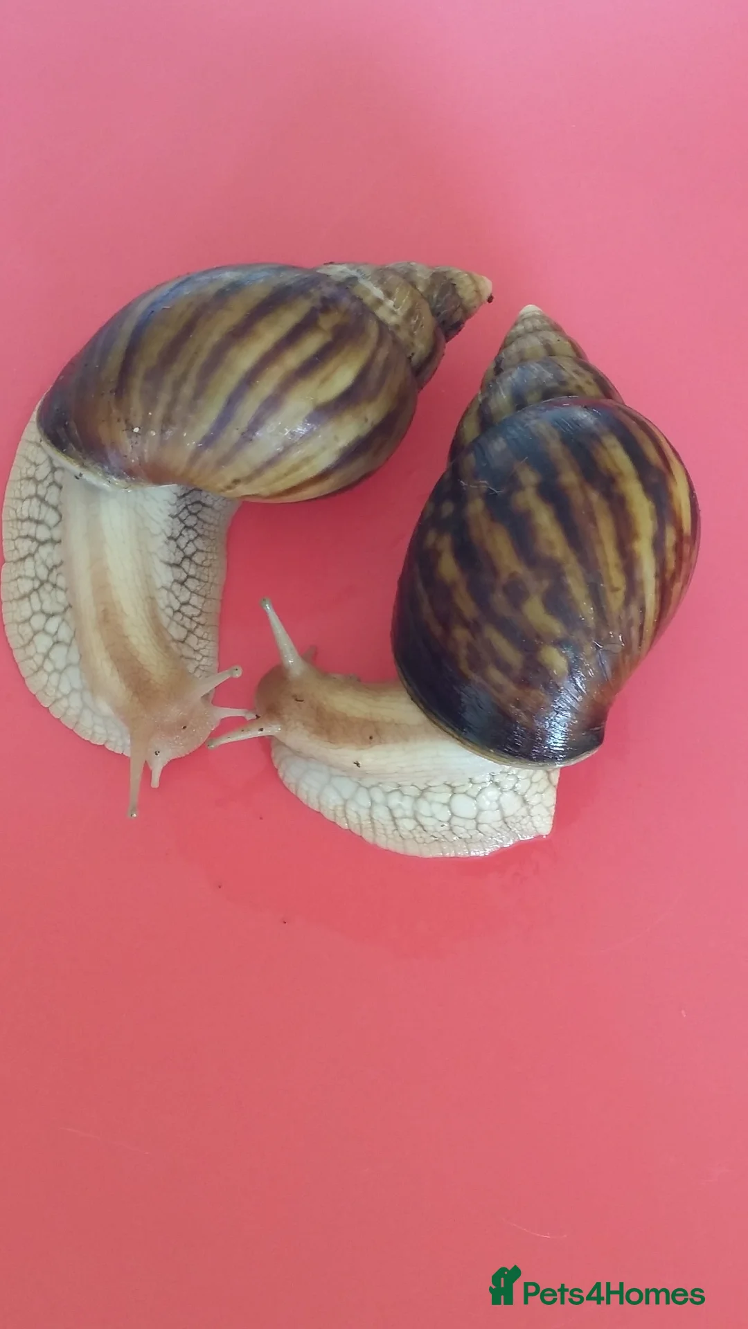Snails invertebrates for sale: PINK LIPPED GIANT AFRICAN LAND SNAILS - Advert 3