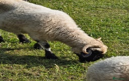 Sheep livestock for sale: Pedigree Valais Ewes - Image 2