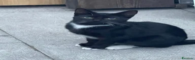 Black and white kitten female