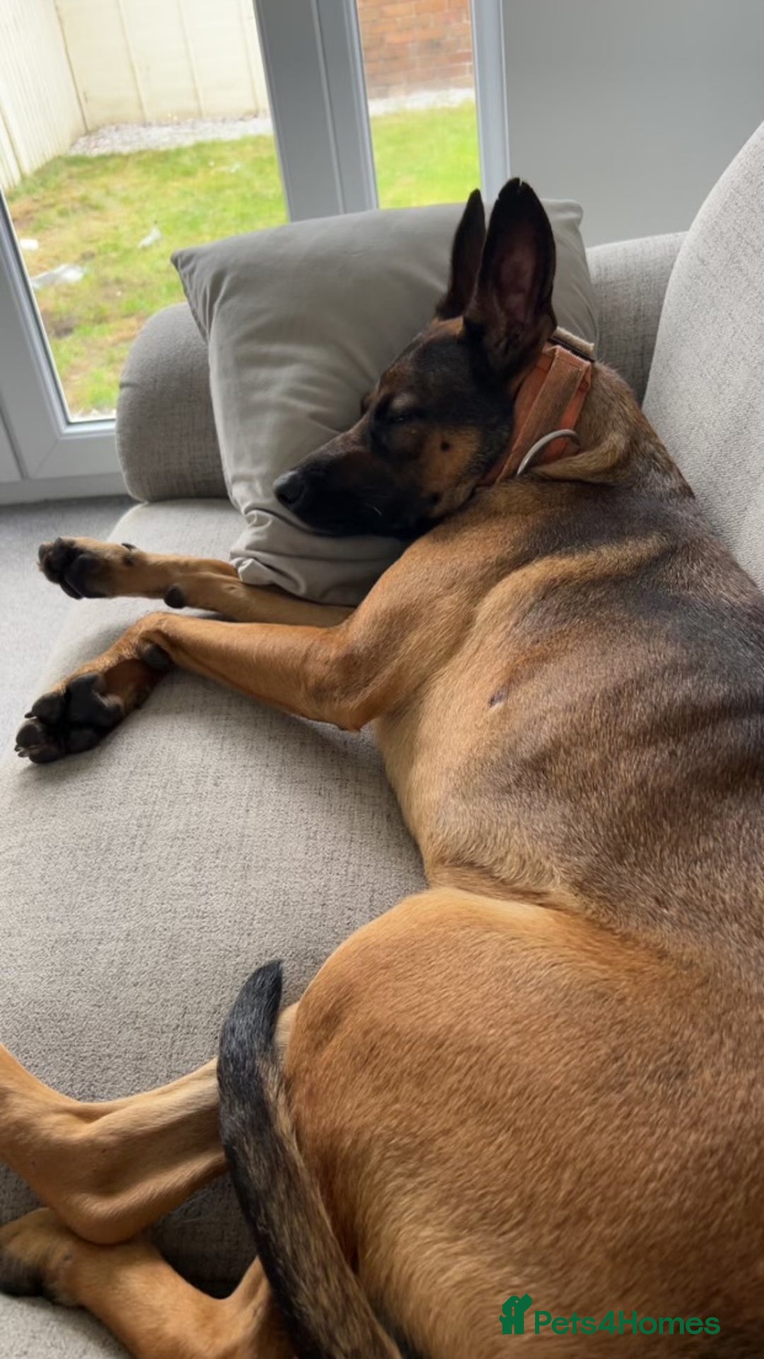 Belgian Shepherd Dog dogs for sale: Nova  - Advert 9