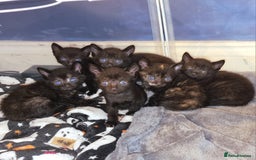 British Shorthair cats for sale: 4 Beautiful Black Kittens  - Image 13