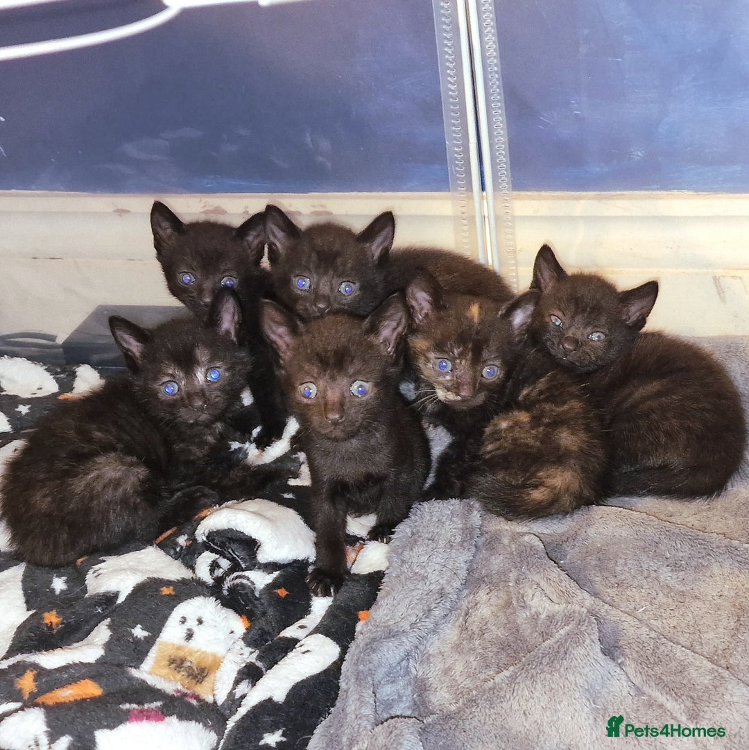 British Shorthair cats for sale: 4 Beautiful Black Kittens  - Image 13