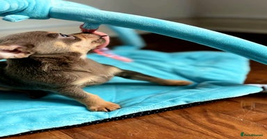 Chihuahua dogs in Swindon - Advert 7